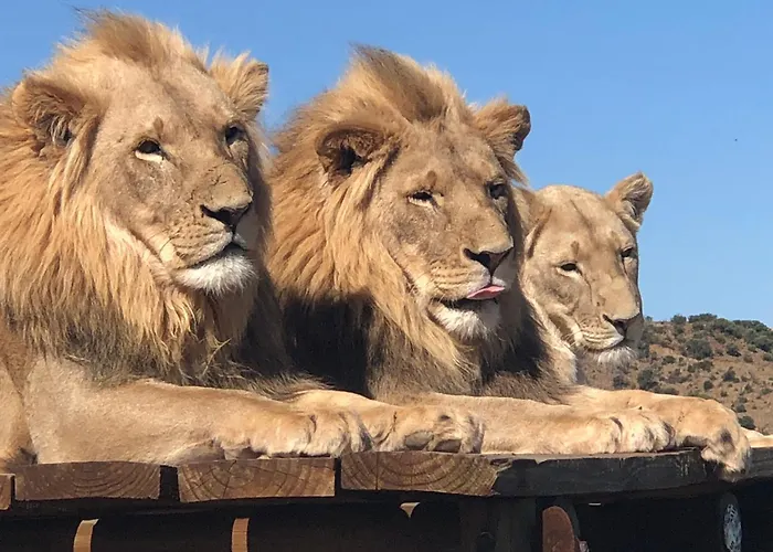 Weltevreden Game Lodge