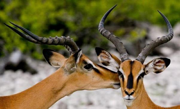 Weltevreden Game Alojamento de Turismo Selvagem *